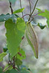 Angularfruit milkvine